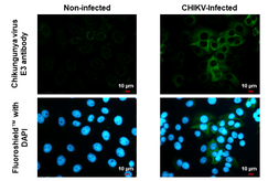 Anti-Chikungunya virus E3 antibody used in Immunocytochemistry/ Immunofluorescence (ICC/IF). GTX135184